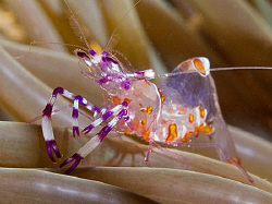 Colorful anemone shrimp from Anilao. by Jim Chambers 